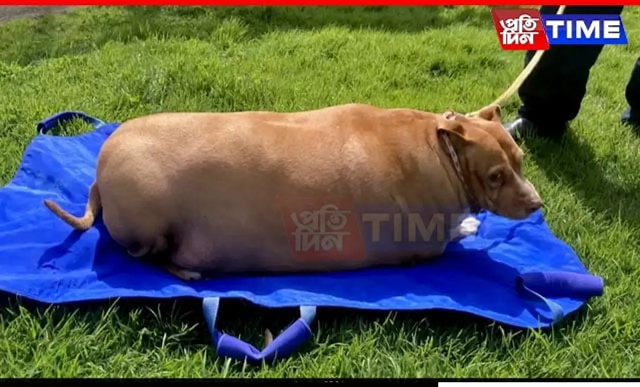 New Zealand Woman Jailed for Overfeeding 53 Kg Dog to Death